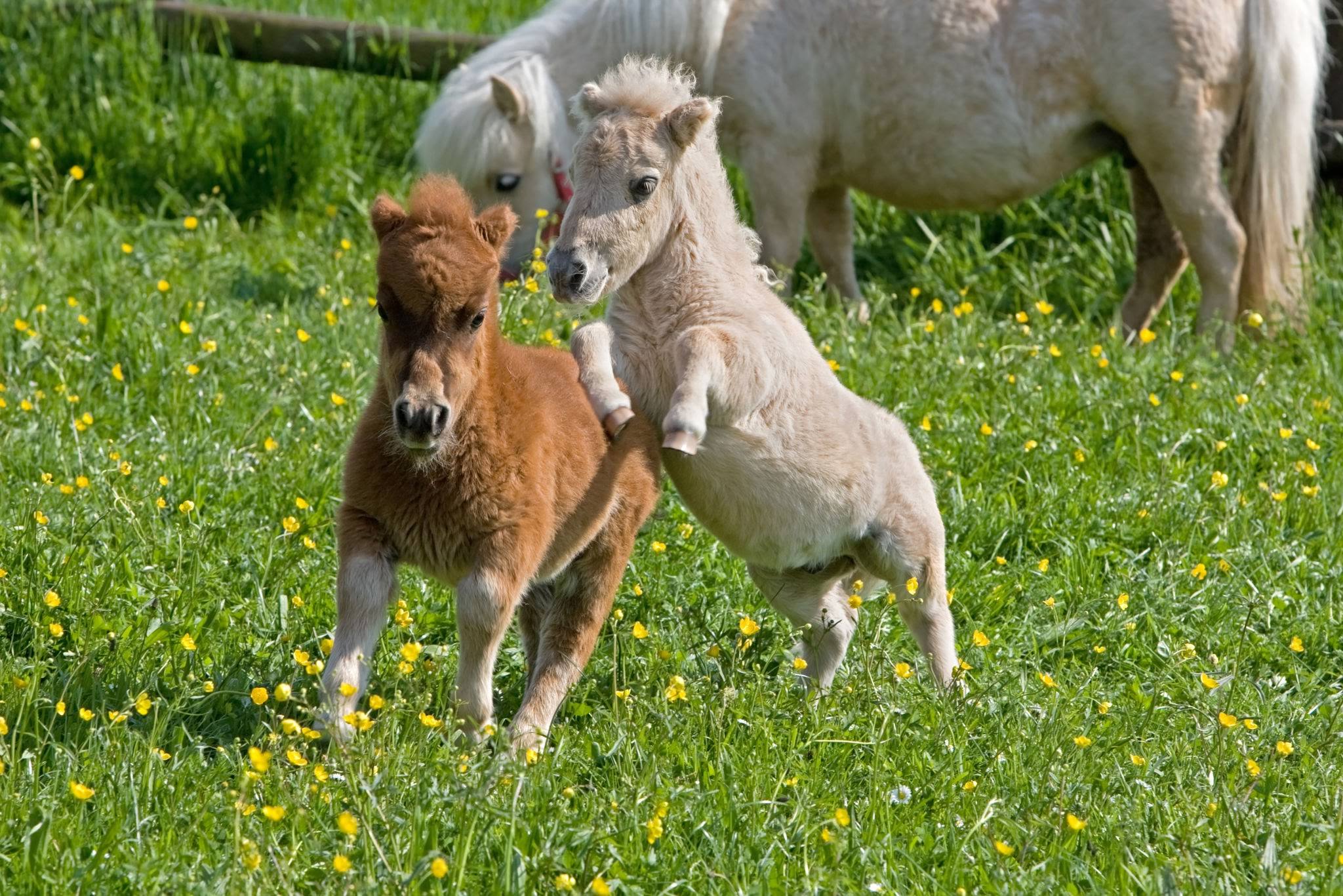 Falabella Horses